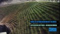 Vetiver