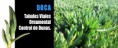 Doca (Carpobrotus chilensis)